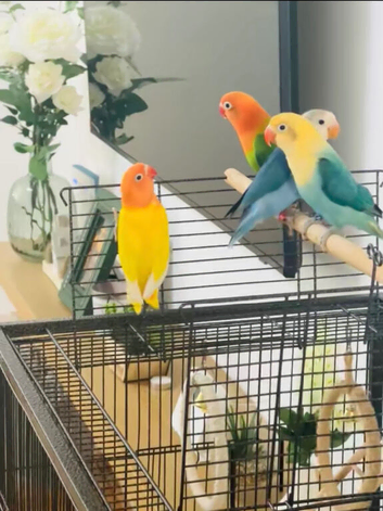 Beautiful Lovebirds for Sale with DNA