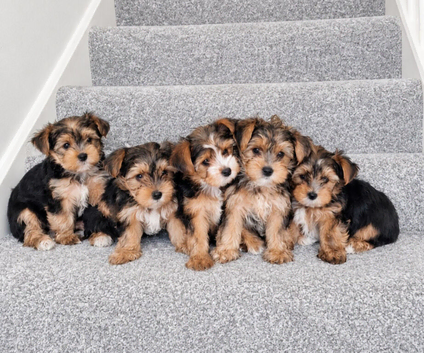 ️Beautiful puppies looking for their forever homes.