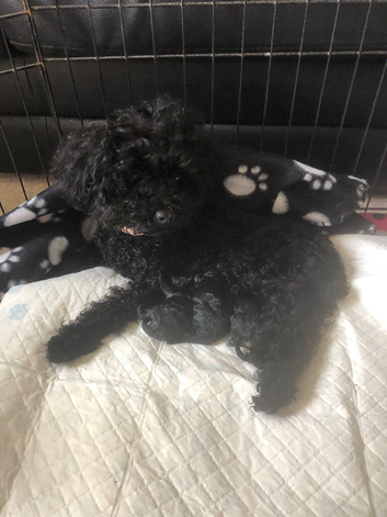 TOY Poodle puppies (rare phantom) Pedigree