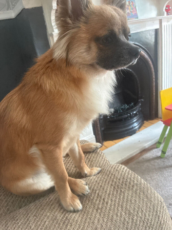 Chihuahua