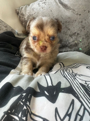 Chihuahua Longcoat chocolate Merle boy
