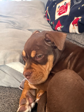 Roxy