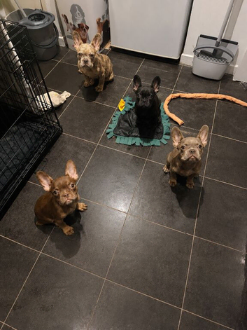 QUALITY FRENCH BULLDOGS
