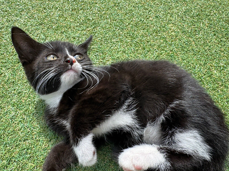 Gorgeous male kitten