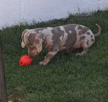 Miniature dachshund (last one)