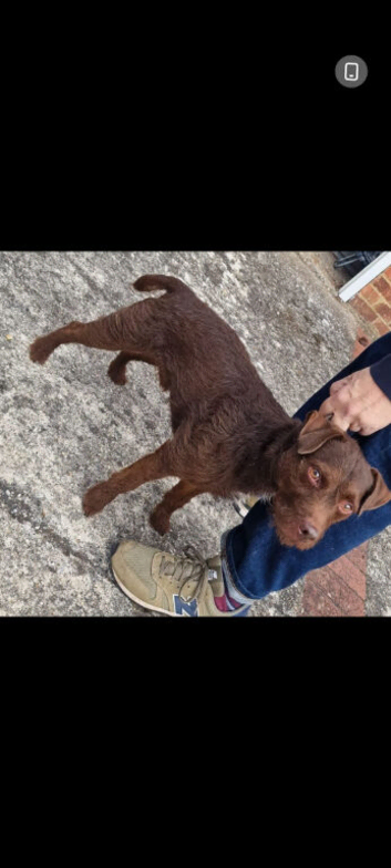 Cracking Stud Dog