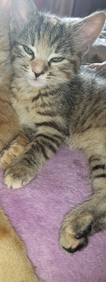 Beautiful 4-Month-Old Kitten Looking for Her Forever Home