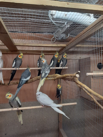 Adult Grey Breeding Male cockatiels