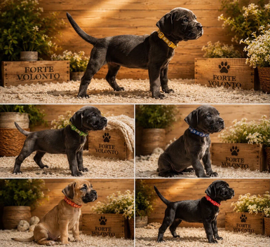 Champion blood line puppies