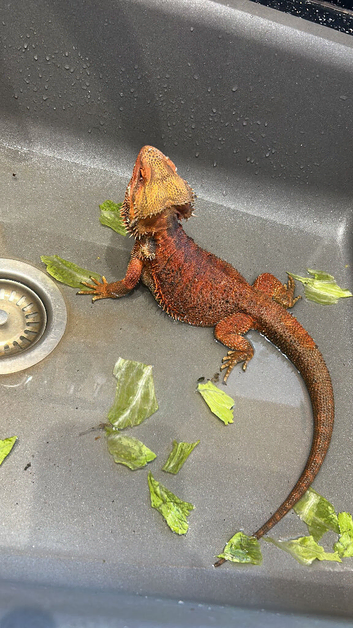Male Bearded dragon for sale