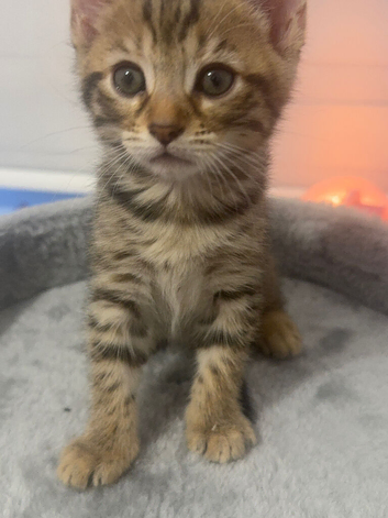 1 adorable  kittens looking for a loving home