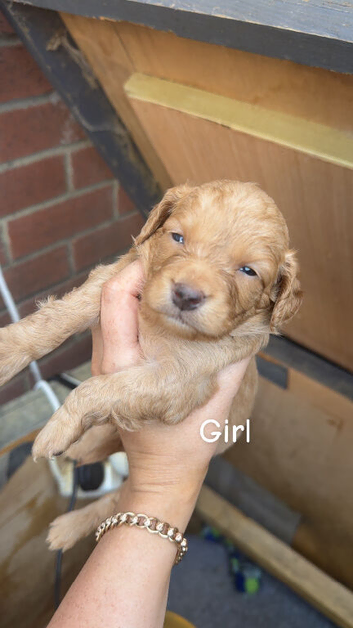 Beautiful litter of 6 cockapoo&rsquo;s