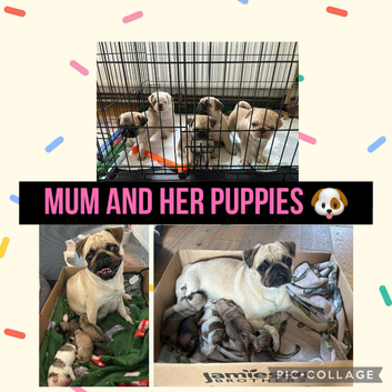 Beautiful pedigree pug puppies