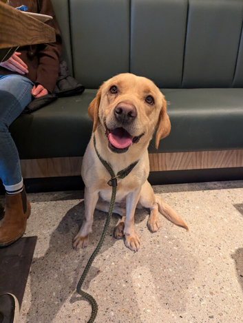 Female Labrador