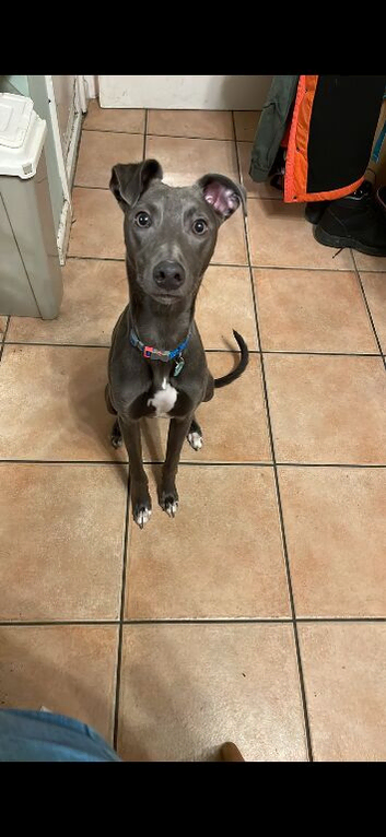 Whippet looking for a new home