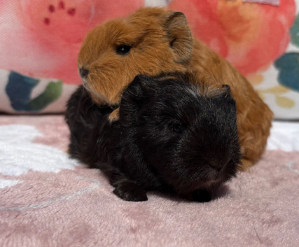 Two beautiful boys