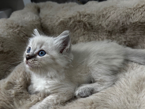 Gorgeous ragdoll kittens ready next week !!