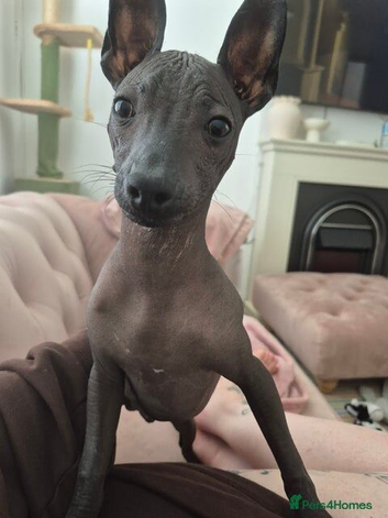 Mexican hairless zolo