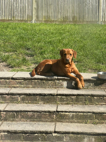 KC REG FOX RED