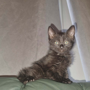Beautiful citten