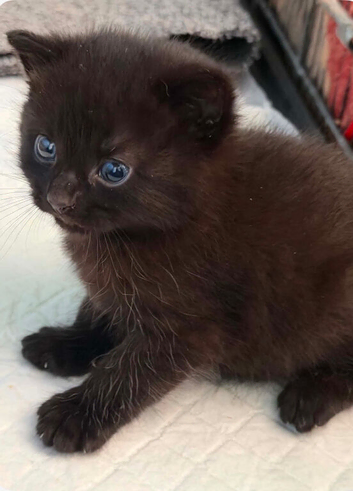 2 beautiful little boy kittens