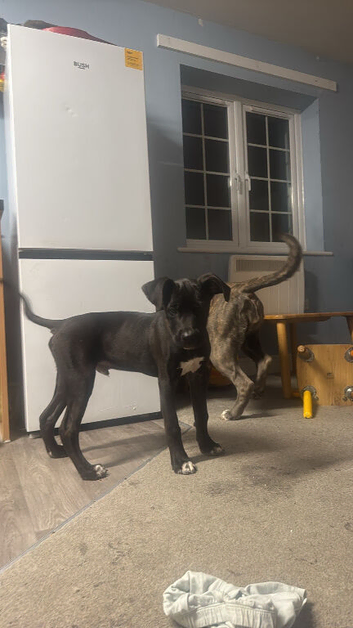 Mastiff x