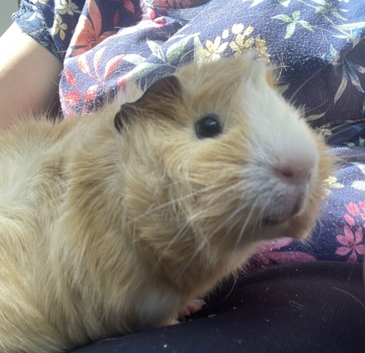 2x young male Guinea pigs
