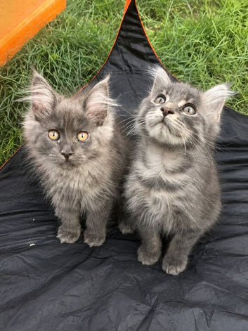 READY NOW ACTIVE TICA REGISTERED MAINE COON KITTENS