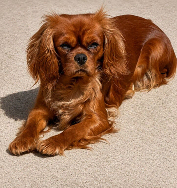 Stunning 2 year old KC Cavalier for forever home