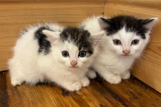 Kittens ready to go now