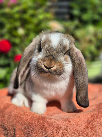 *****French Lops ready to be reserved****
