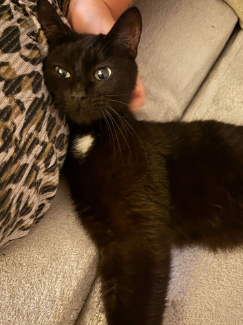 4 Beautiful Black Kittens