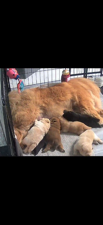 Show stopping DWKC chow chow pups