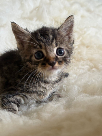 Beautiful Home-Reared Kittens &ndash; ready Sat 11th July