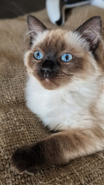 Beautiful ragdoll