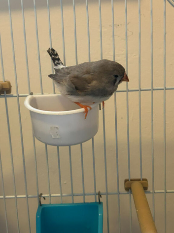 1 Baby Zebra Finch
