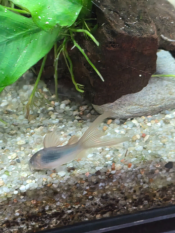 Long fin bronze corydoras
