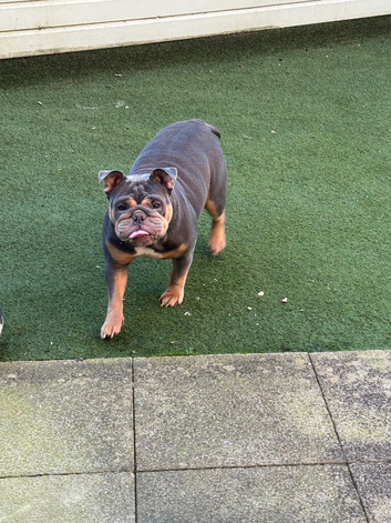 English bulldog, 4 years old needs a new home