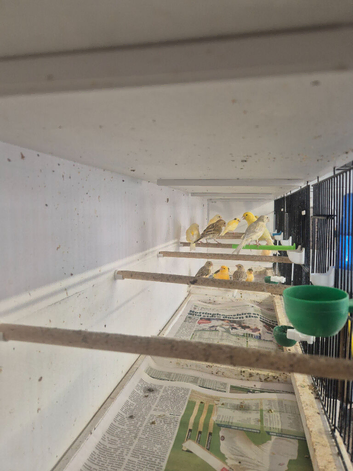 Beautiful Fife canary's