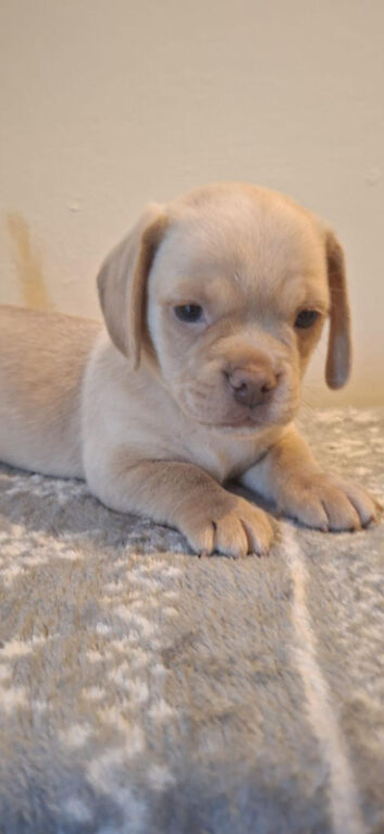 Pug cross dachshund puppies