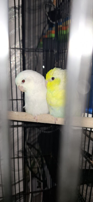 Parrotlets