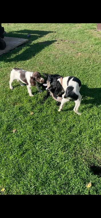 KC Registered Springer Spaniel Puppies