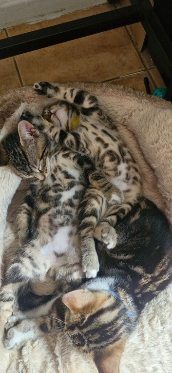 Bengal mix kittens for sale