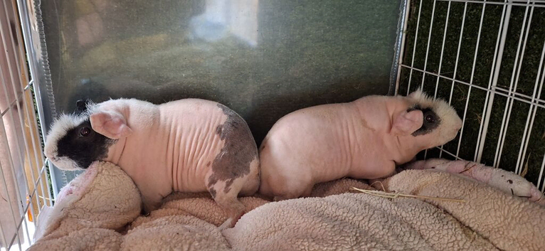 Pair of bonded skinny pig boars