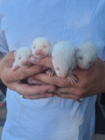 Small Albino ferrets