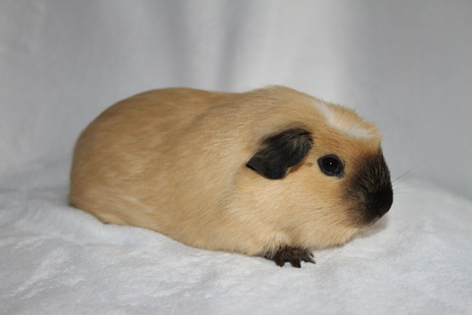 Pet Californian young female guinea pig