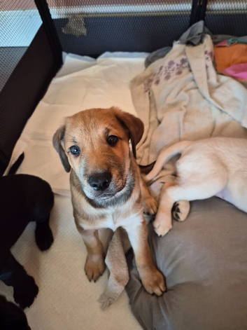 Smart and lovely puppy