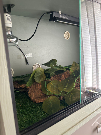 2 Gecko&rsquo;s