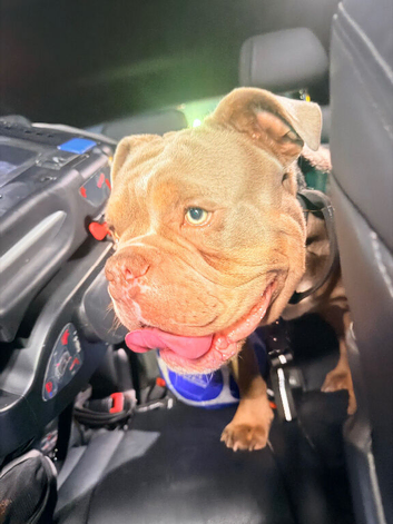 Loving Dorset Old Tyme Bulldogge