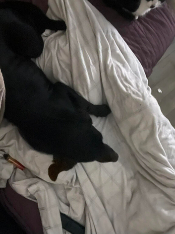 Labrador x doberman